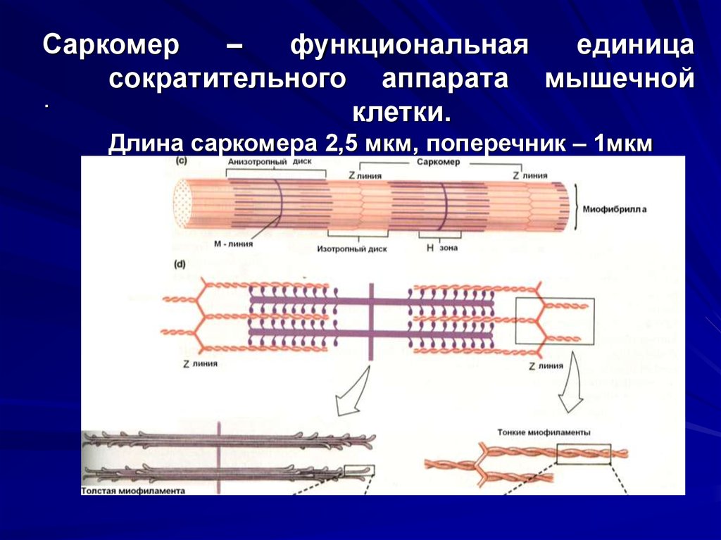 Саркомера мышечного волокна. Схема саркомера миофибриллы мышечного волокна. Строение и структура мышечного волокна. Строение мышечного саркомера. Структура саркомера физиология.
