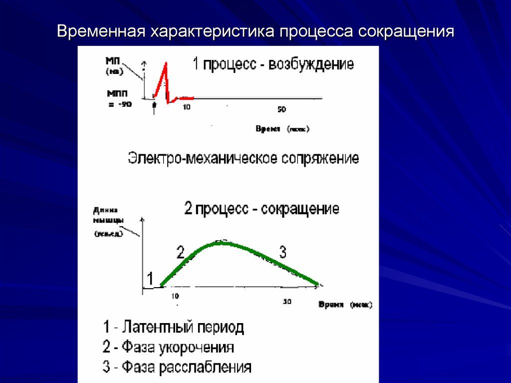 Параметры процесса. Временная характеристика. Характеристика процесса сокращения. Временный характеристики. Временная характеристика процессов возбуждения и сокращения.