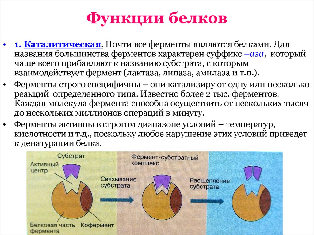 Энергетическая функция белков. Каталитическая ферментативная функция белка. Ферментативно каталитическая функция белков. Каталитическая функция белков амилаза. Функции белков каталитическая функция.