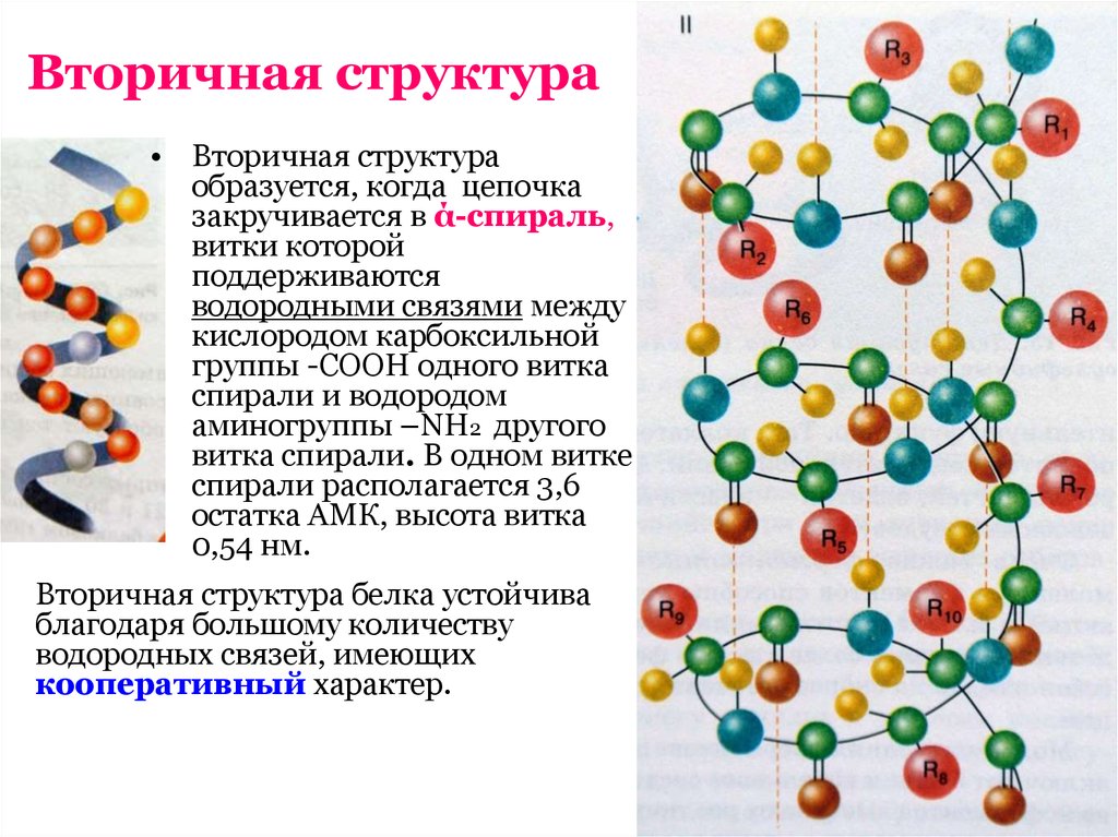 Вторичный белок примеры. Альфа спираль вторичной структуры белка. Вторичная структура белка спираль. Альфа спираль вторичной структура белка строение. Белковая молекула вторичная структура.