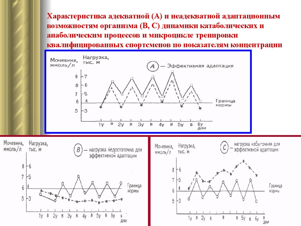 Функциональная динамика. Биохимия адаптационных свойств. Микроциклы.