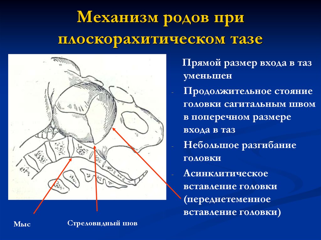 Функции малого таза