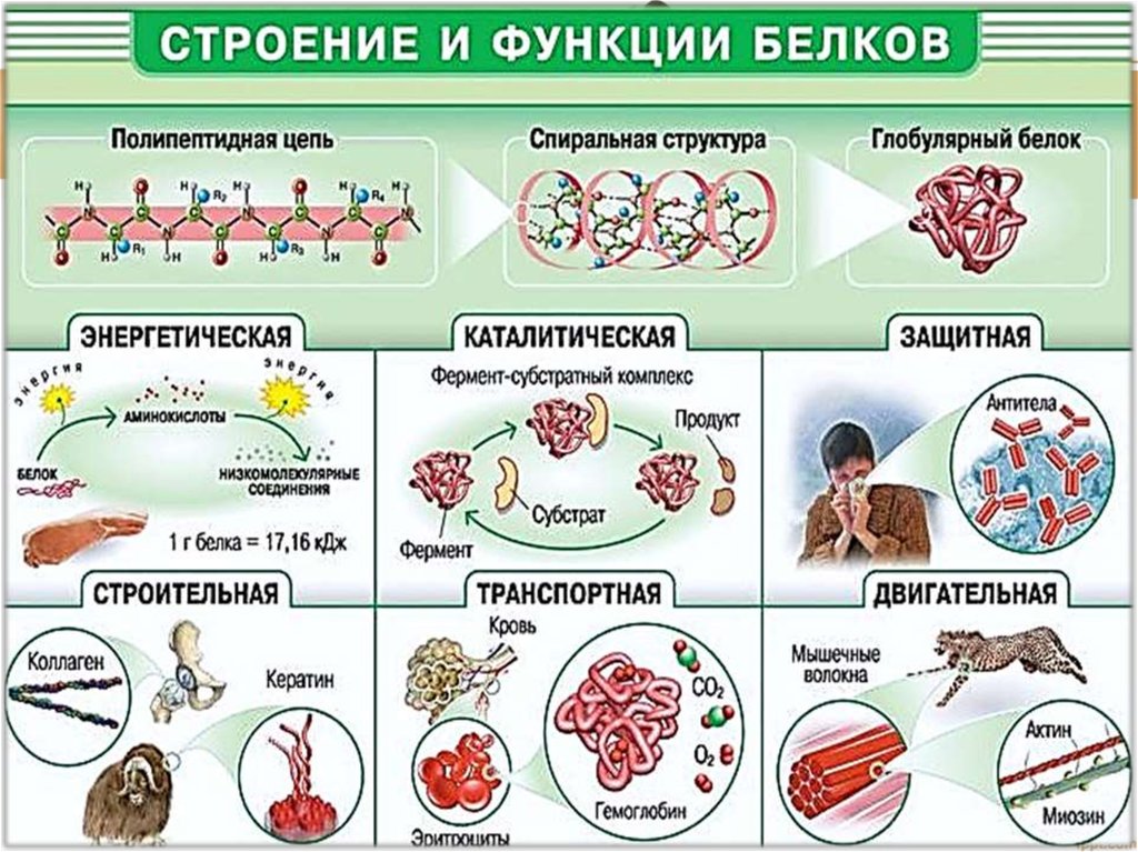 Энергетическая функция белков презентация - 98 фото