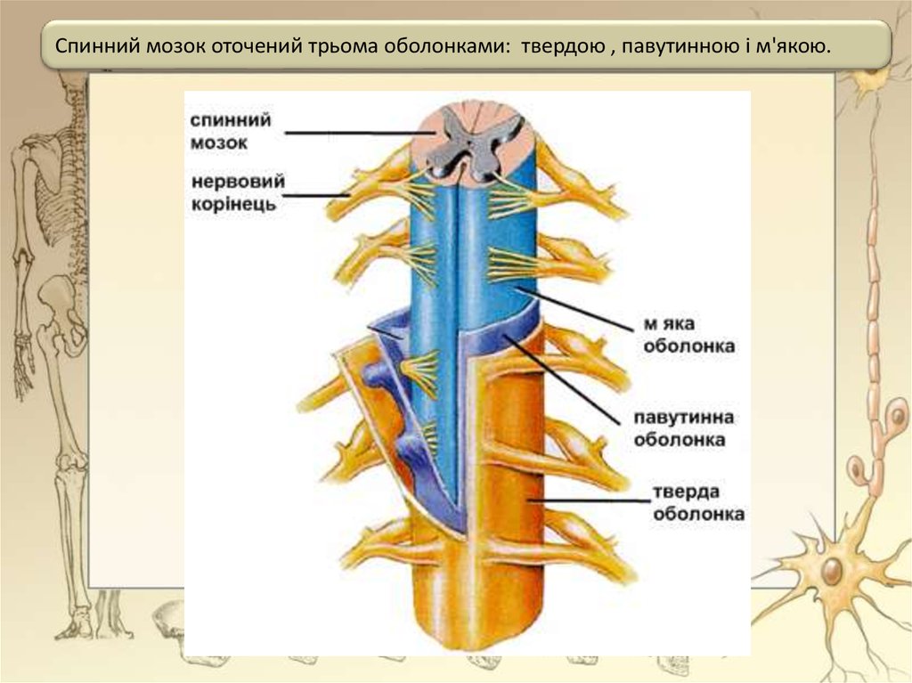 Задние спинномозговые узлы