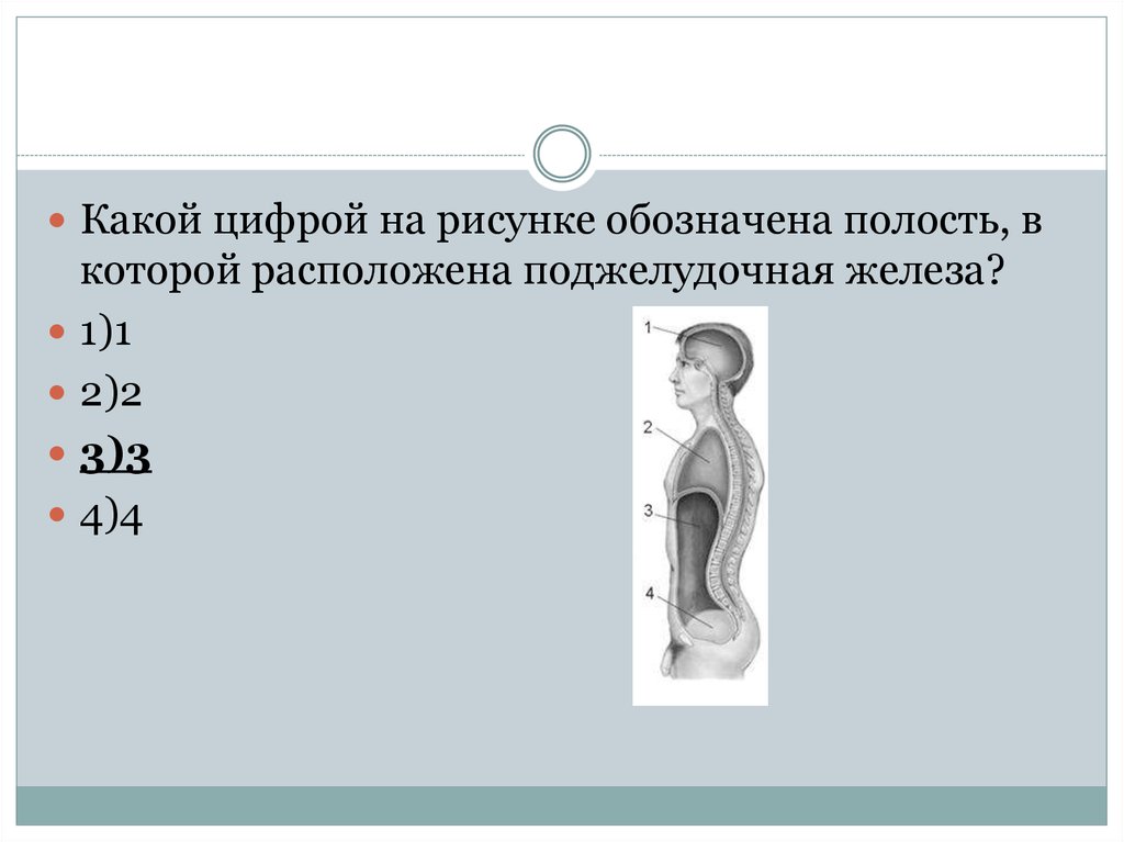 Укажите какой цифрой на рисунке обозначена. Какой цифрой на рисунке обозначена поджелудочная железа?. Какая железа обозначена на рисунке цифрой. Какой цифрой обозначена полость тела в которой находится селезенка.