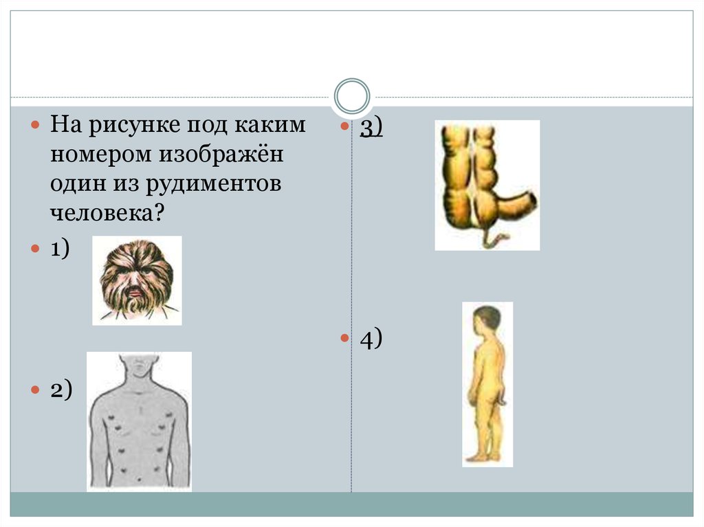 Под каким номером 1. На рисунке под каким номером изображён один из рудиментов человека. Какие рудименты человека изображены на рисунке. Под каким номером на рисунках изображён рудимент. На рисунке под каким номером изображён один из атавизмов человека?.