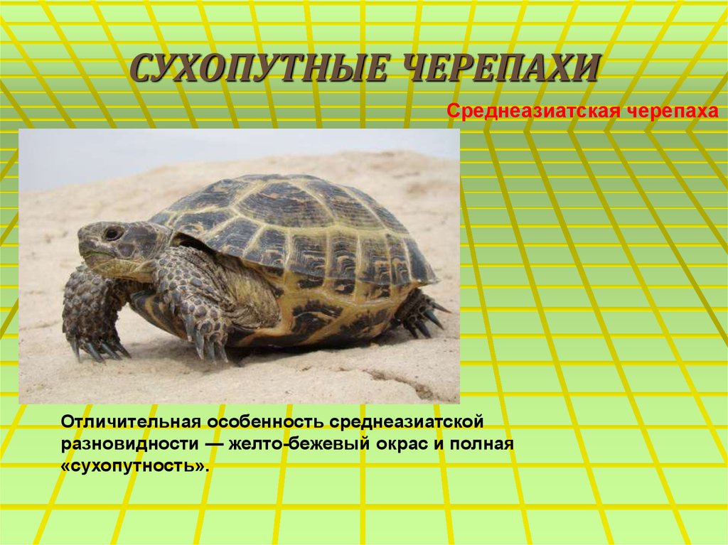 Написать про черепаху. Проект Среднеазиатская сухопутная черепаха. Описание черепахи. Проект про черепаху. Сухопутные черепахи презентация.