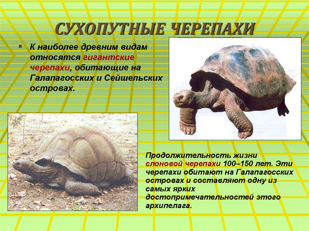 Черепаха сообщение 8 класс. Сухопутная черепаха. Наземные черепахи. Черепахи водные и Сухопутные. : Сухопутные черепахи обитают.