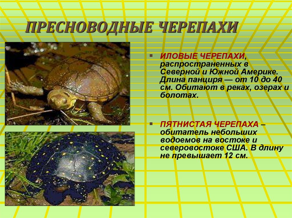 Карта черепаха оформить минск - 90 фото