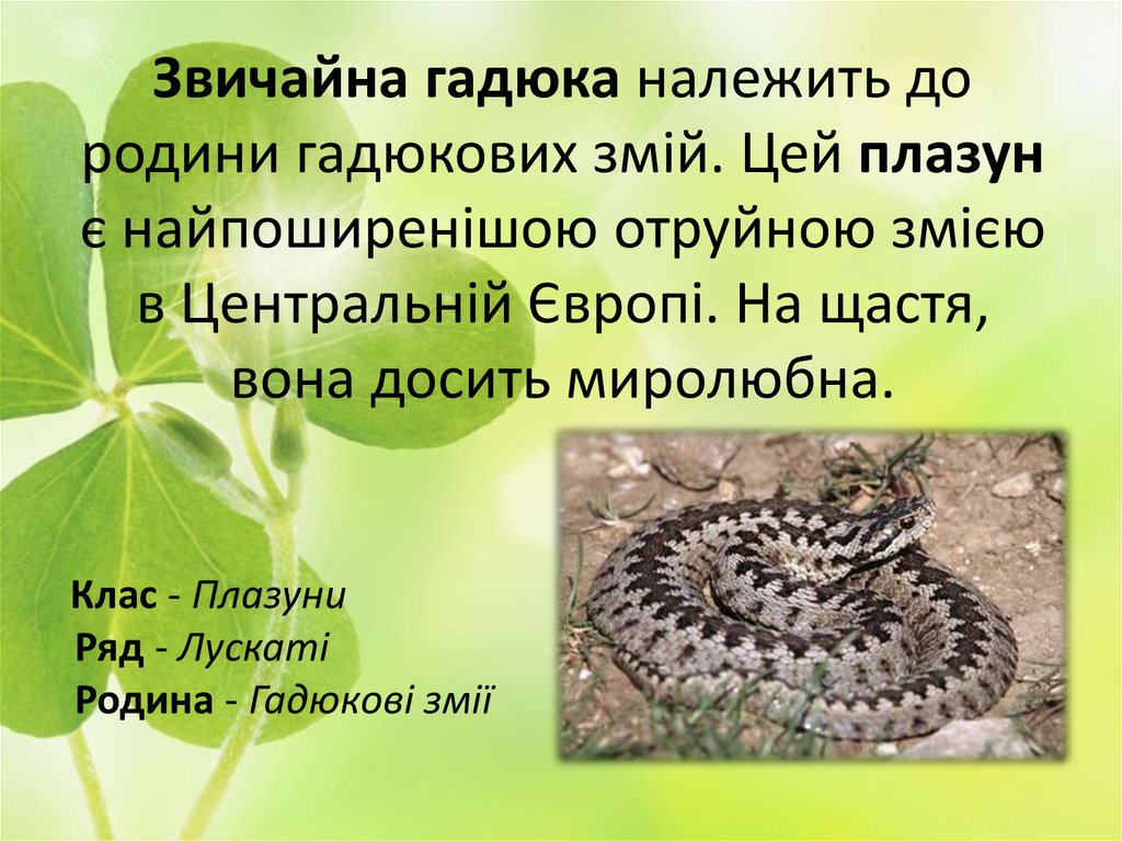 Один із представників виду плазунів: "Гадюка звичайна" - презентация онлайн