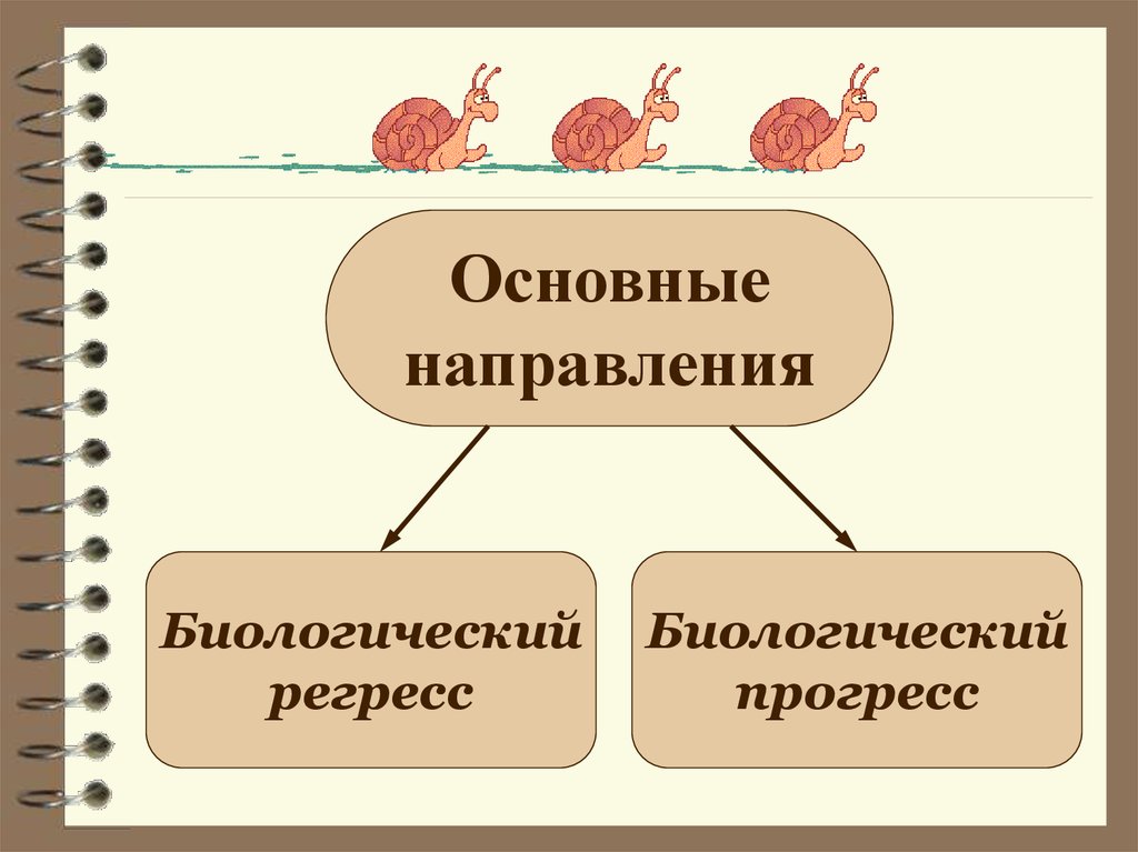 Основные направления эволюции презентация