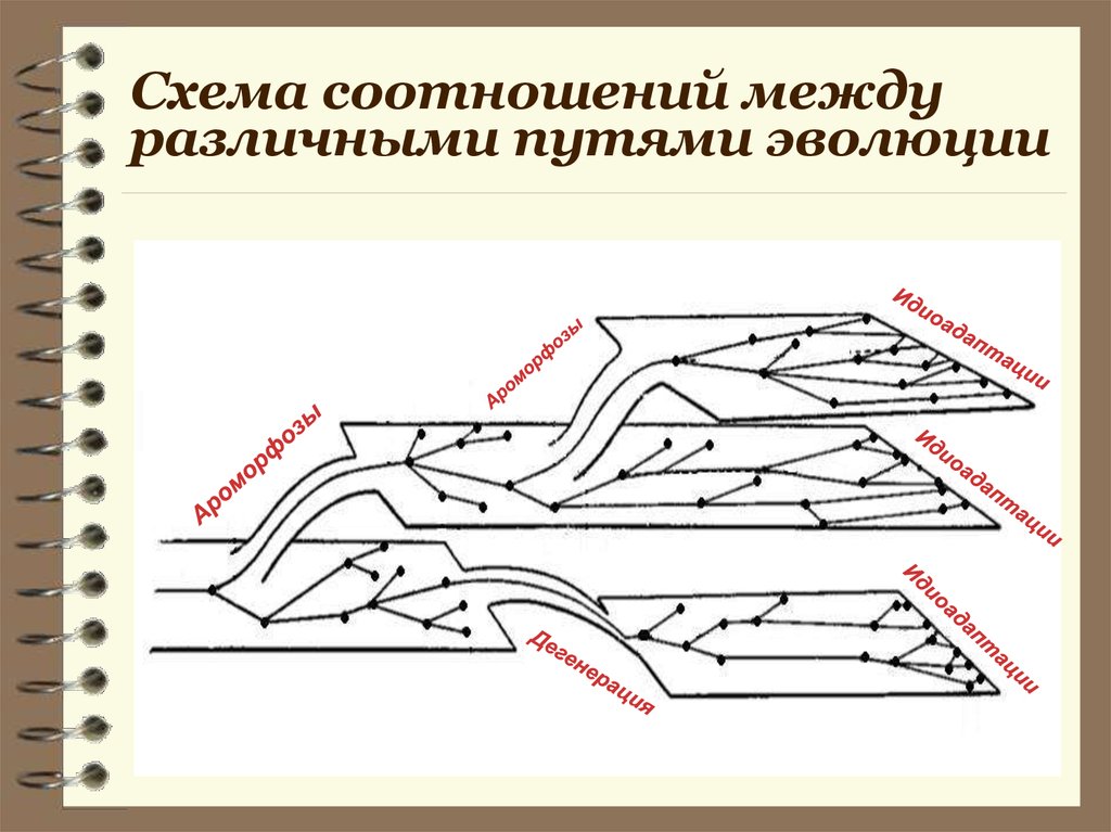 Какой путь достижения биологического прогресса обозначен на рисунке цифрой 1