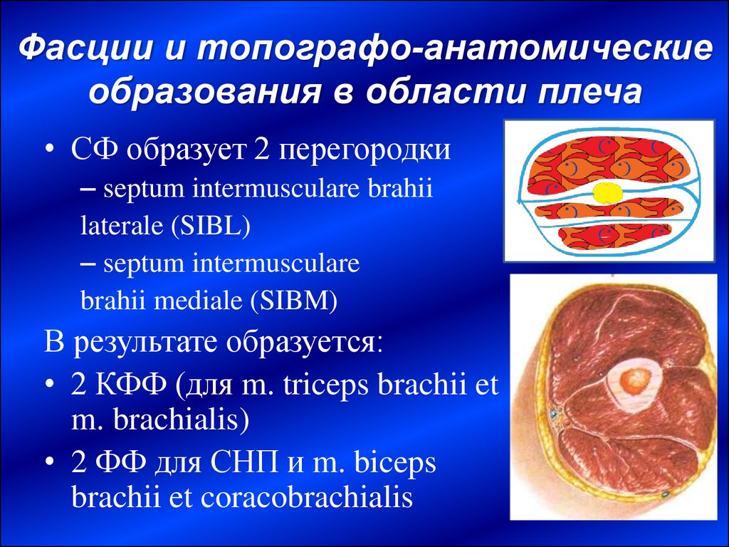 Фасции и топографо-анатомические образования в области плеча