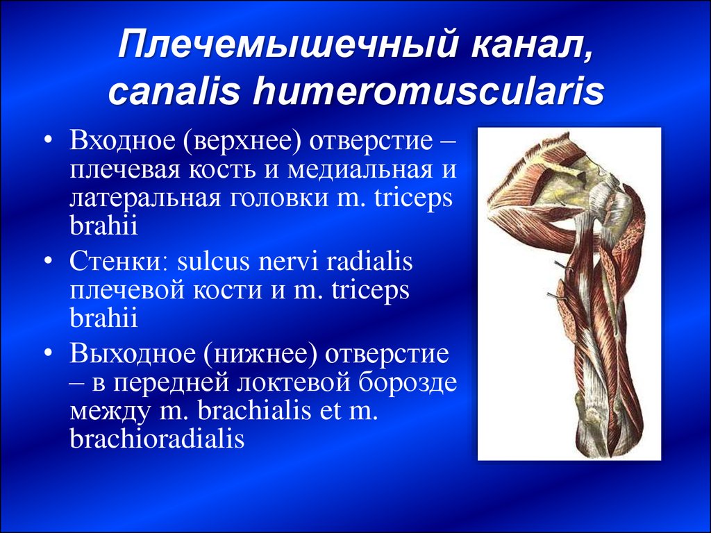 Плечемышечный канал, canalis humeromuscularis