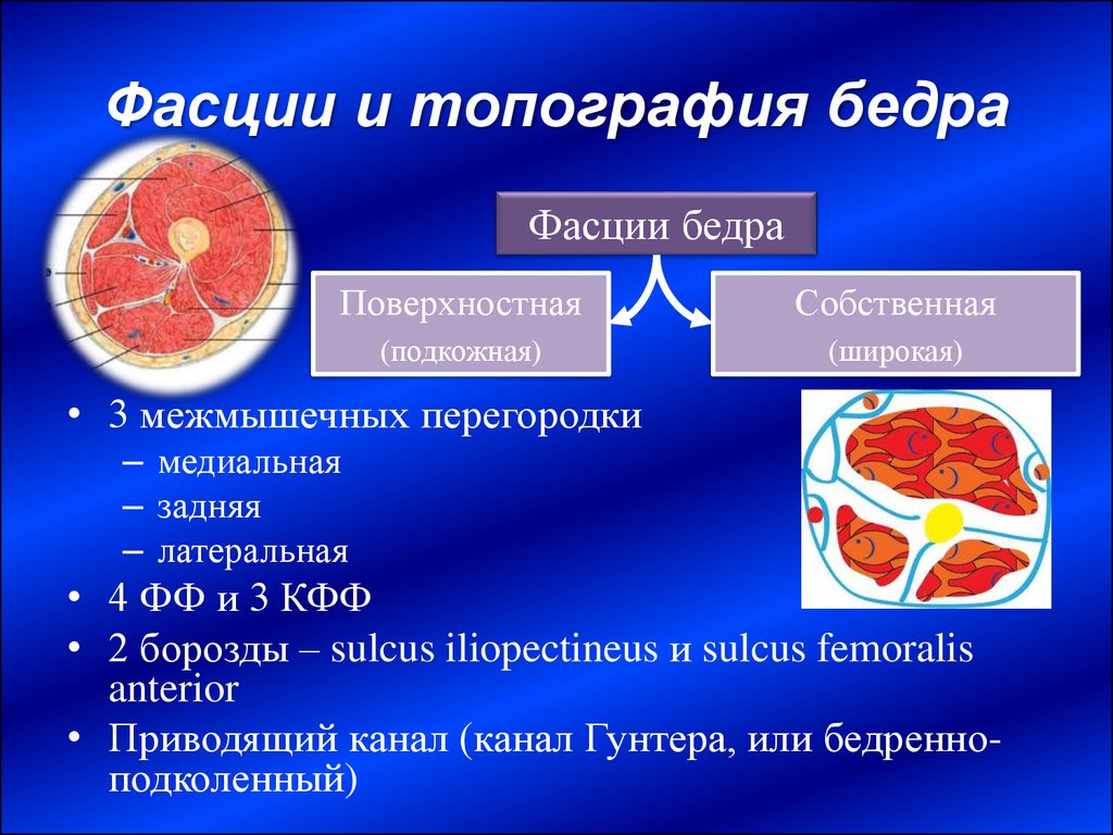 Фасции бедра. Межмышечные перегородки фасции бедра. Фасции бедра анатомия. Фасции и топография бедра. Поверхностная фасция бедра.