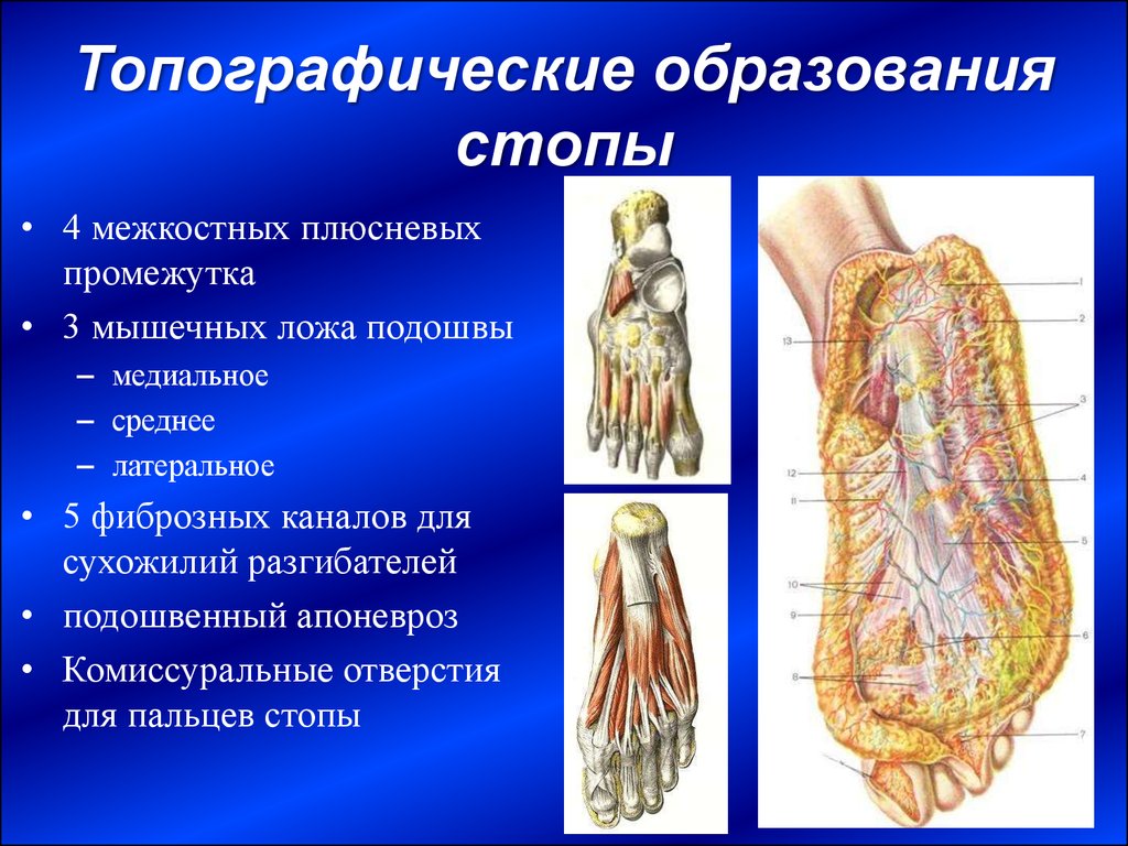 Подошва стопы анатомия фото и описание