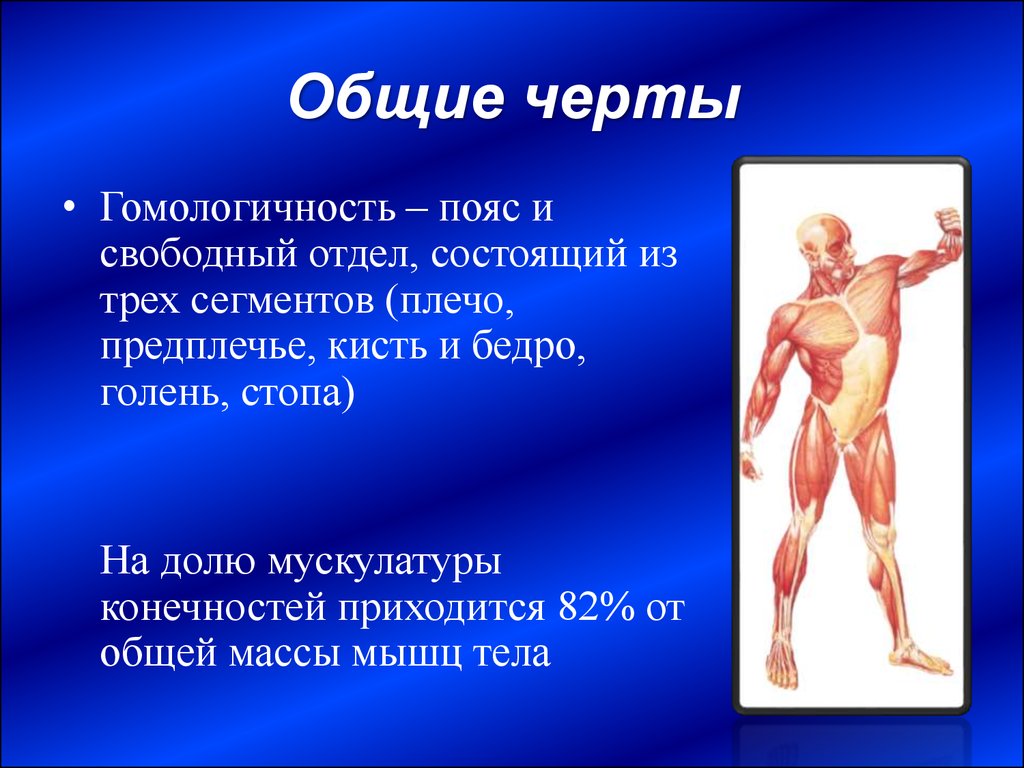 Он отличается большой и состоит из отделов. Общая масса мышц тела. 3. Мышцы верхней и нижней конечности в сравнительном аспекте. Гомологичность это.