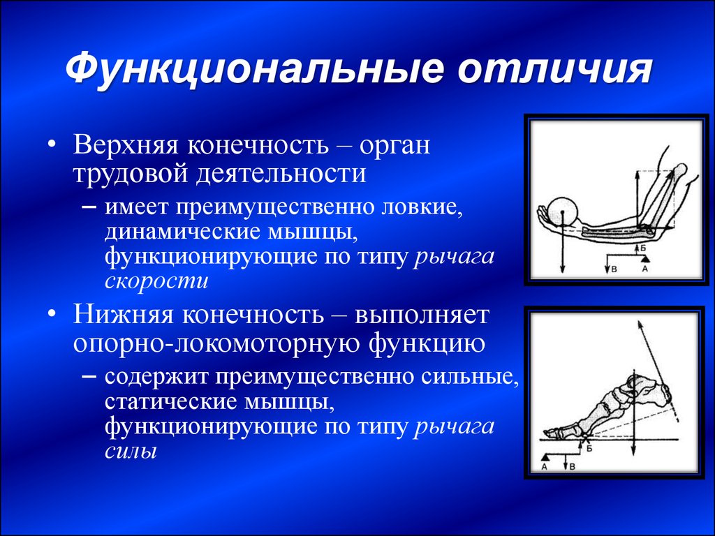 Разница верхних и нижних. Функции верхних конечностей. Функциональные отличия. Функциональная длина нижней конечности. Функции верхних и нижних конечностей.