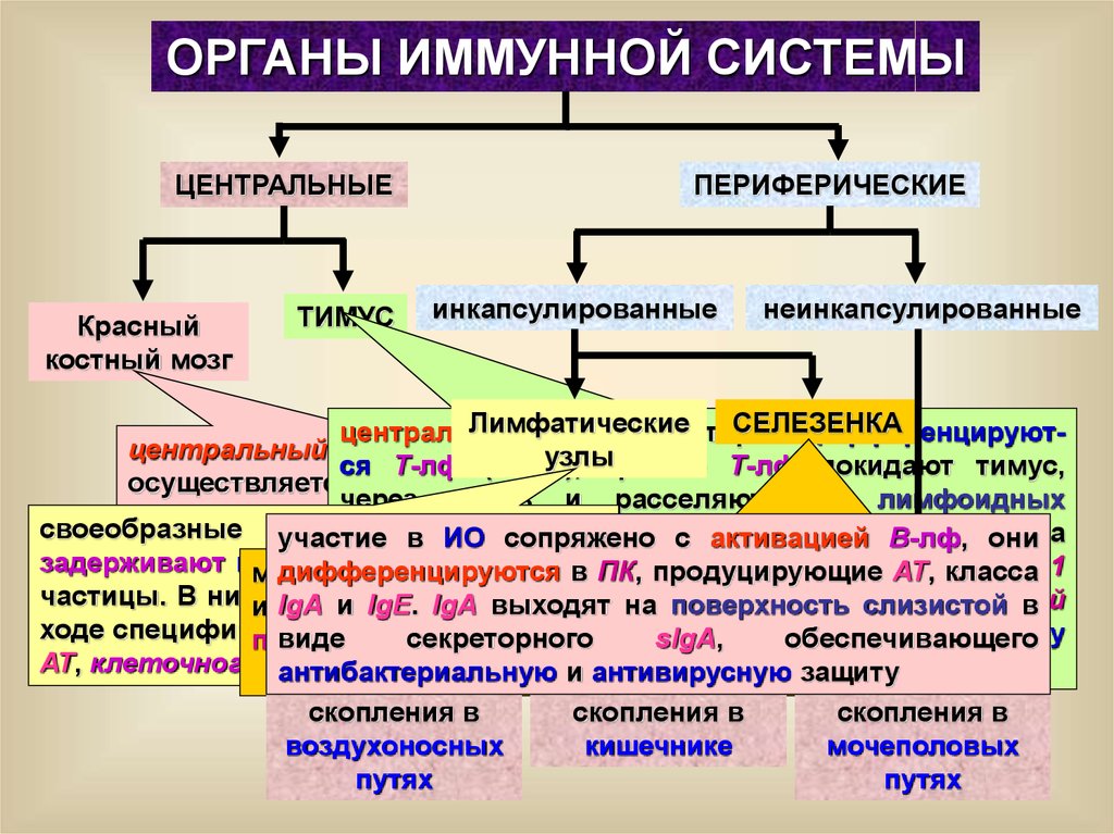 Иммунные органы организма