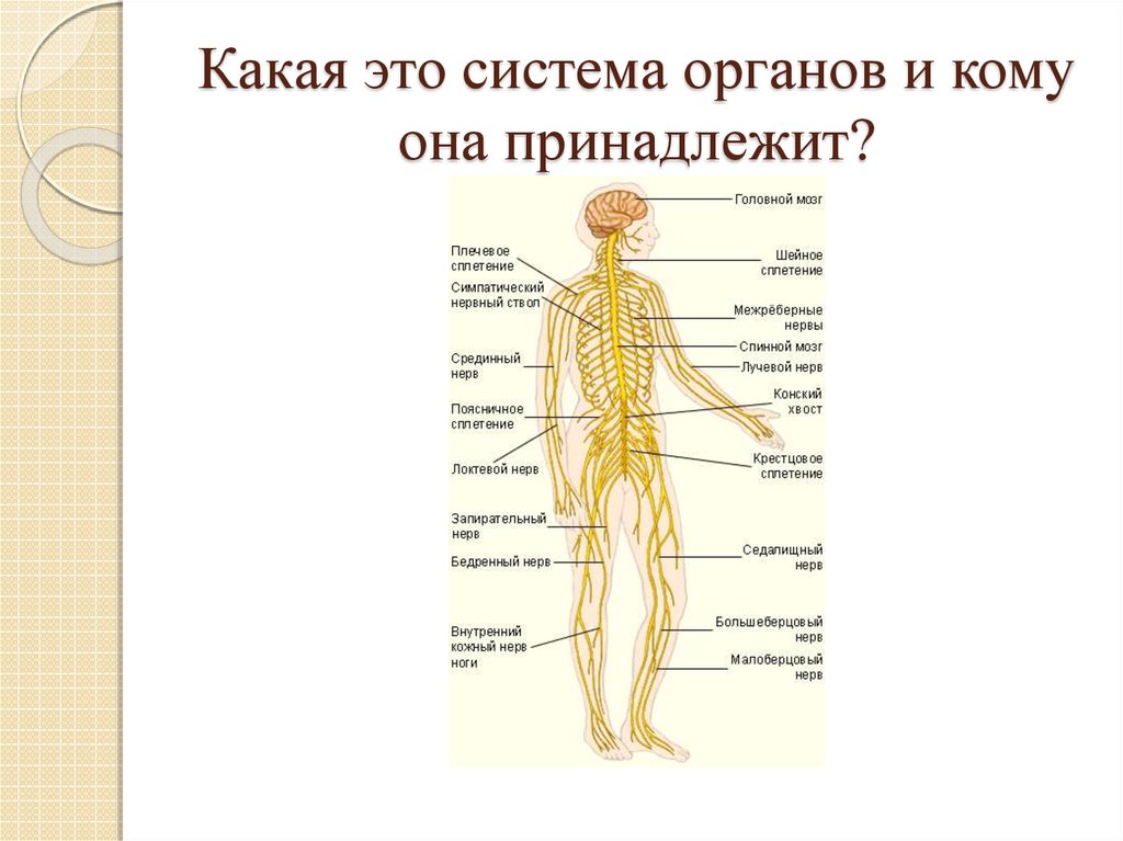 Распознавание органов и систем органов человека таблица