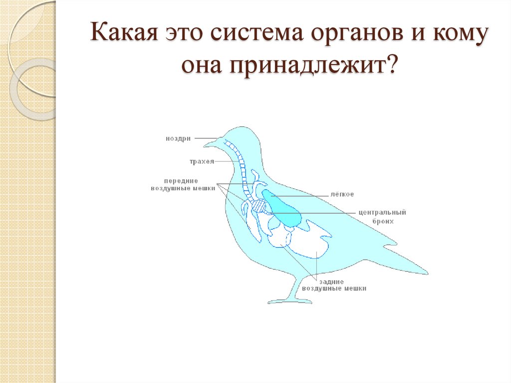 Презентация системы органов животных 7 класс