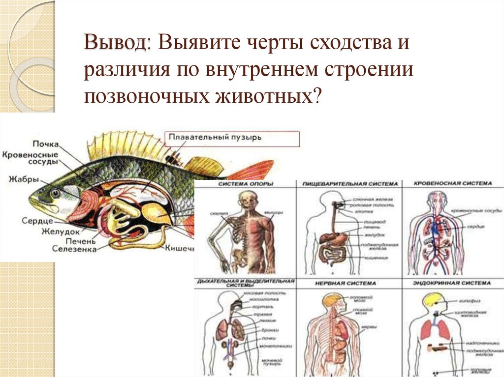 Выявите черты. Сходства и различия позвоночных животных. Сходства и различия строения позвоночных. Распознавание органов и систем органов животных. Черты внутреннего строения.