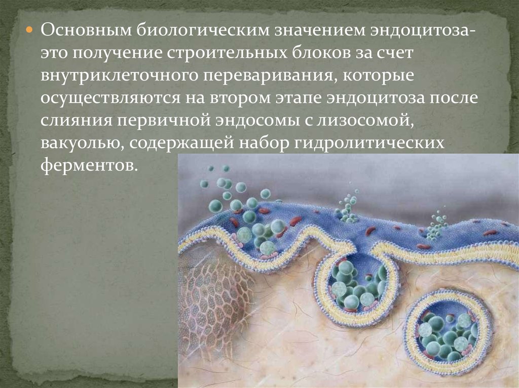 Основная биологическая. Эндоцитоза. Эндоцитоз значение. Биологическое значение эндоцитоза. Значение эндоцитоза.