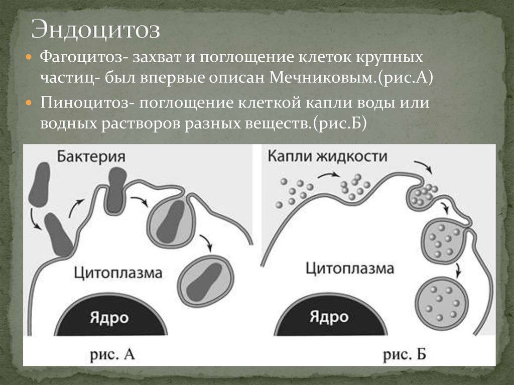 Какие процессы бывают в биологии. Фагоцитоз и пиноцитоз эндоцитоз ЕГЭ. ЕГЭ фагоцитоз эндоцитоз. Эндоцитоз этапы фагоцитоза пиноцитоз экзоцитоз. Фагоцитоз и пиноцитоз схема.