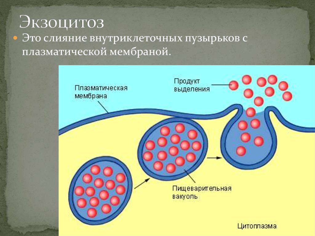 Функцией изображенной на рисунке молекулы является транспорт веществ как называется молекула