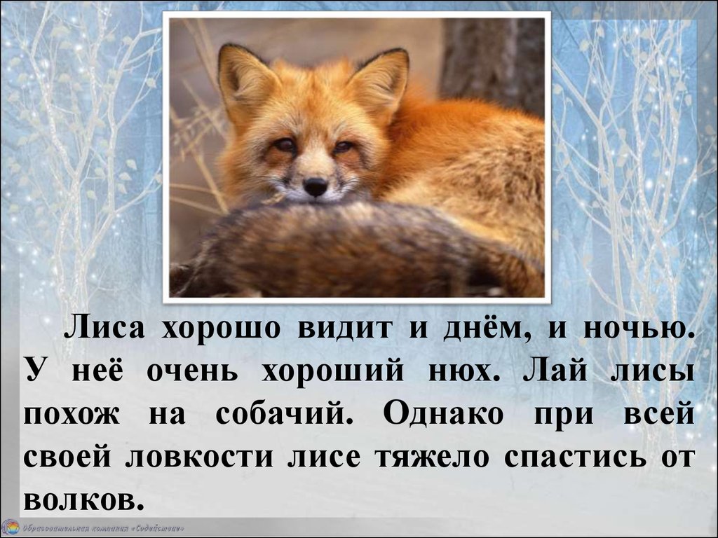 Как лает лис. Описание лисы. Жизнь лисы зимой. Лиса дикое животное информация. Жизнь диких животных зимой реферат.
