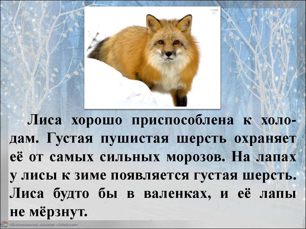 Приспособление лисы к жизни. Животные зимой презентация. Доклад о животных зимой. Доклад как зимуют животные. Жизнь животных зимой в лесу.