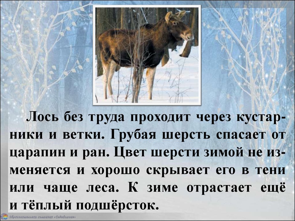 Лоси чему учит. Животные зимой презентация. Жизнь животных зимой в лесу. Презентация звери зимой. Доклад про зимних животных.