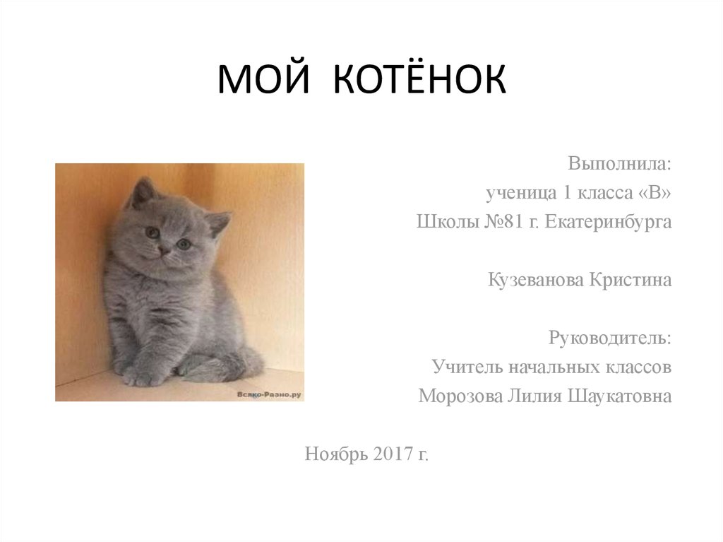 Мой кот сочинение 5