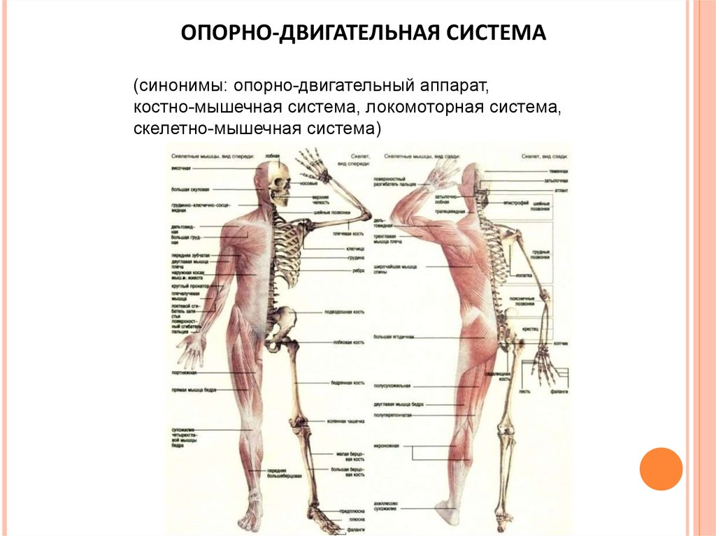 Описание организма человека с фото