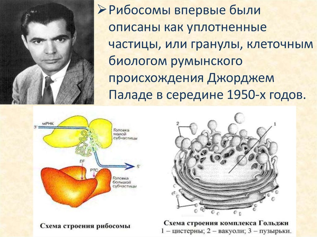 Джордж происхождение