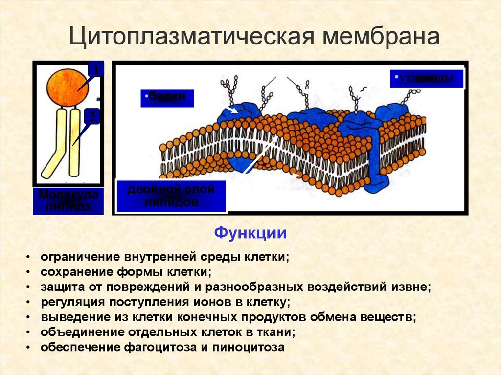 Сохранение клеток