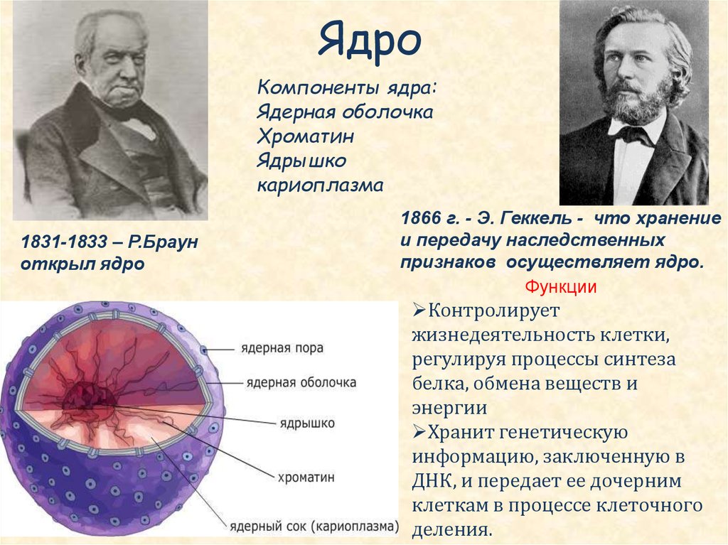 Какое значение ядра в жизнедеятельности клетки