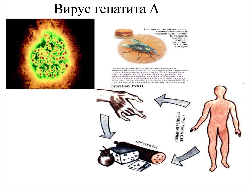 Гепатит а микробиология презентация