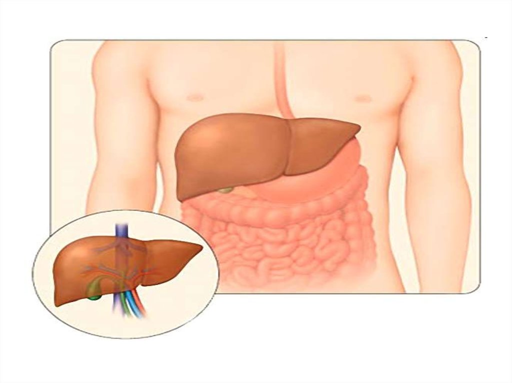 Печень повышенный
