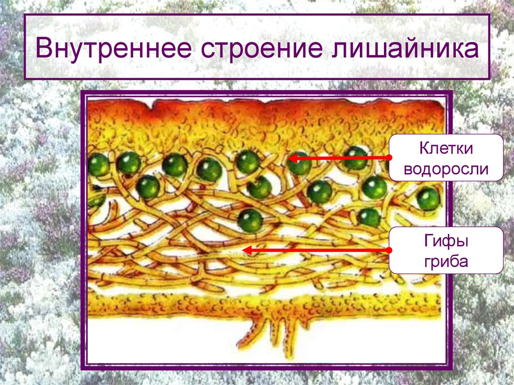 Тело лишайника состоит из гриба и водоросли. Модель внутреннего строения лишайника 5 класс. Внутреннее строение лишайника. Внутреннее строение лишайника 5 класс биология. Макет внутреннего строения лишайника.