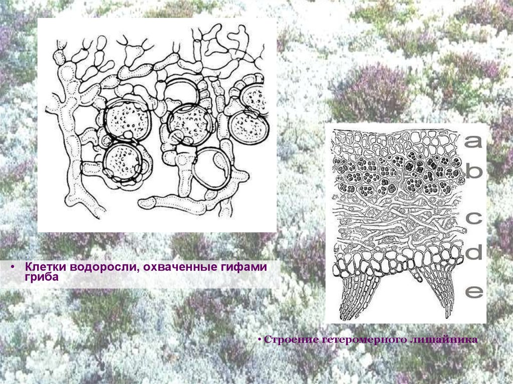 Клетки водоросли гифы гриба. Клеточная структура лишайника. Гомеомерные и гетеромерные лишайники. Жизненный цикл лишайника. В состав лишайников входят водоросли