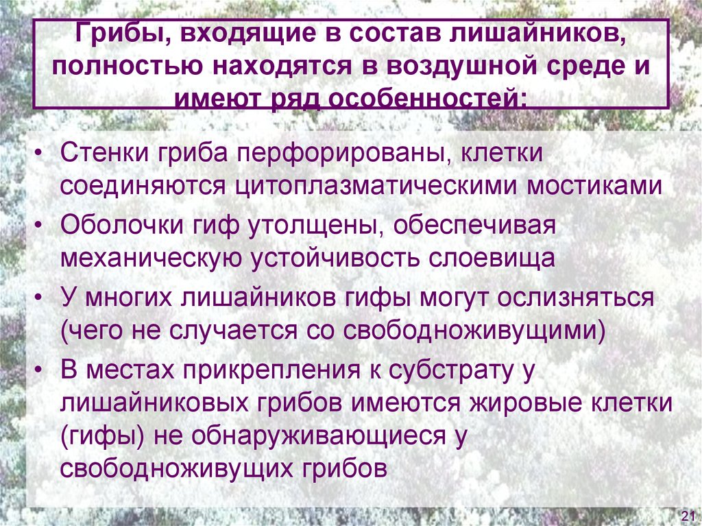 Грибы состав. Грибы входящие в состав лишайников. Что входит в состав лишайника. Грибы входить в состав лишайников. Какие грибы входят в состав лишайников.