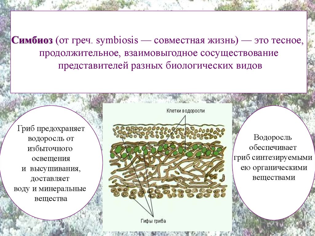 Лишайники функции гриба и водоросли. Лишайники симбиотические организмы. Лишайник это симбиоз. Лишайники комплексные симбиотические организмы. Гриб и водоросль в лишайнике.