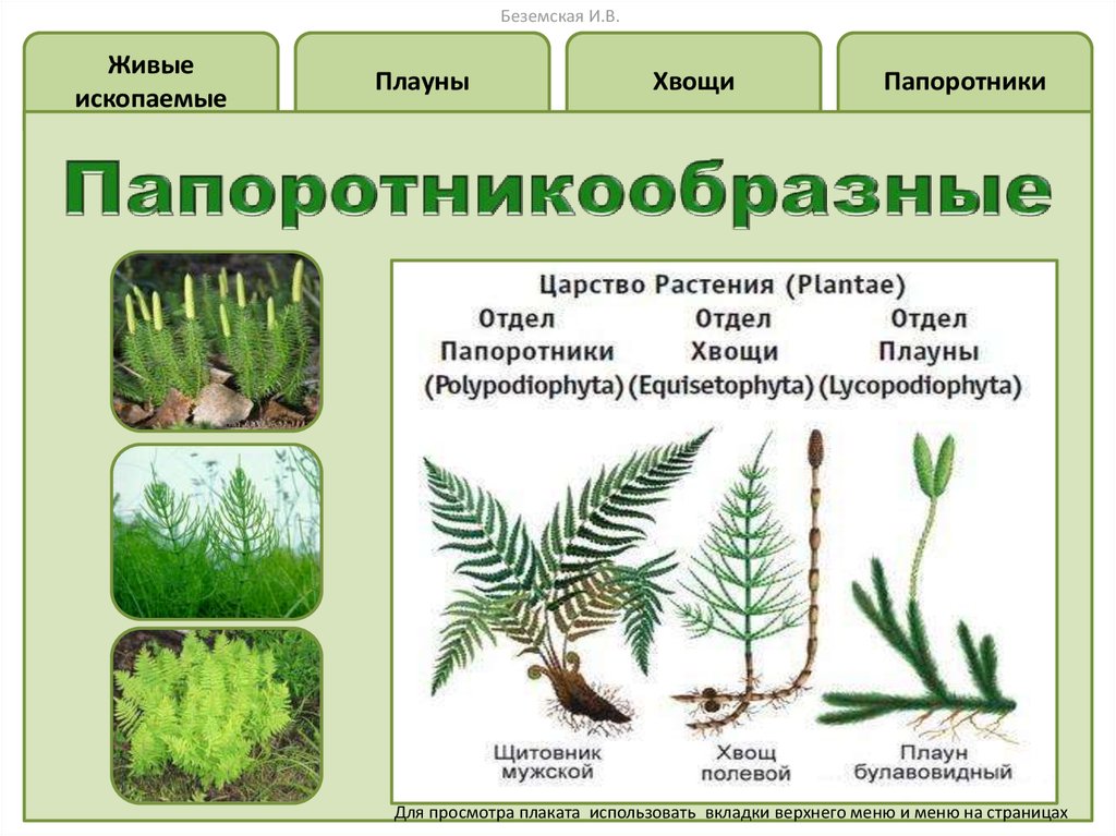 Папоротники виды и названия с картинками