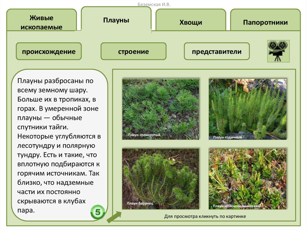 Плауны хвощи папоротники презентация