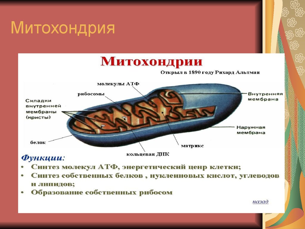 3 функции митохондрий