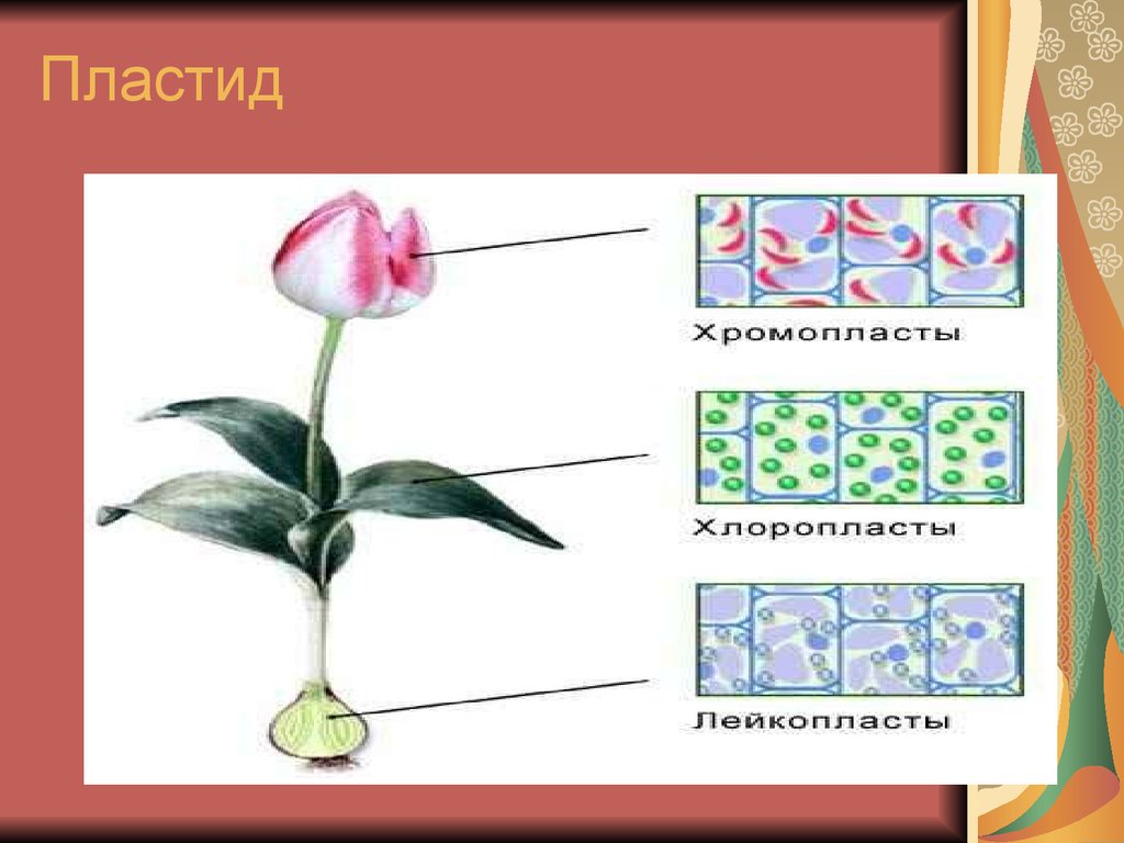 3 пластиды. Пластиды плакат. Рисунок растения с разными пластидами. Подпишите пластиды у тюльпана.. Пластид в форме ноутбука.