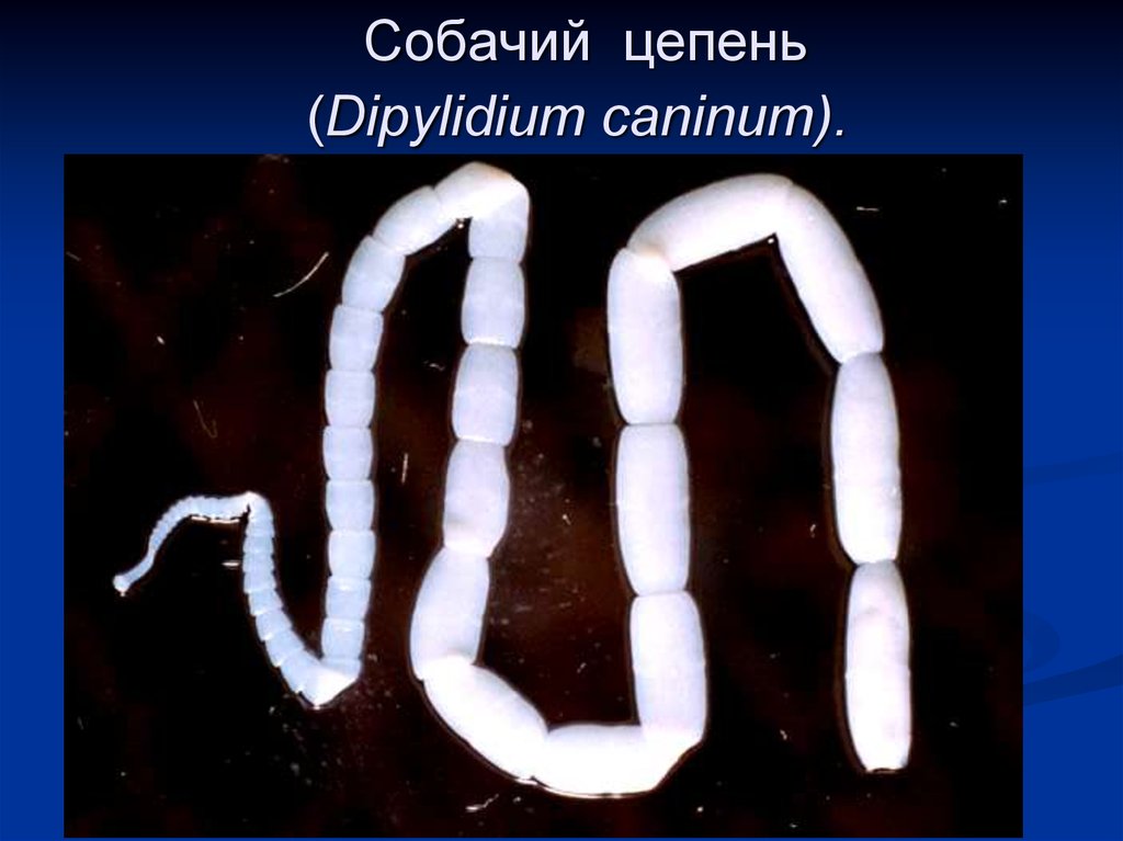 Членики ленточного червя. Dipylidium caninum (дипилидиоз, огуречный цепень). Цестоды, ленточные глисты.. Паразит кошачий цепень. Членики ленточных червей в Кале.