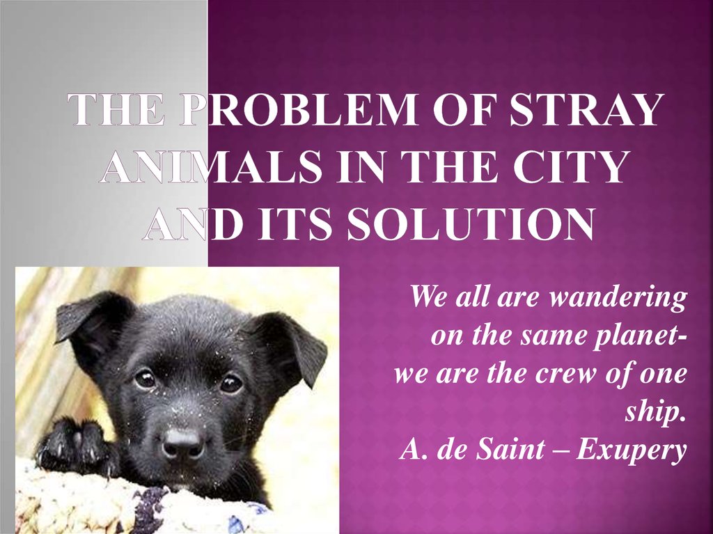 The Problem of Stray Animals in the City and Its Solution - online  presentation