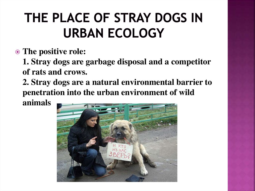 stray dogs problem and solution